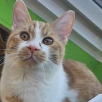 EZRA - Ein Herzchen auf vier Pfoten!, Kater zur Adoption