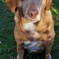 Pola, Hündin zur Adoption