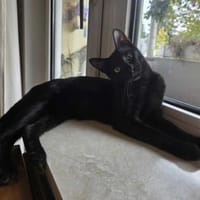 NALA - (jung, verspielt, neugierig), Katze zur Adoption
