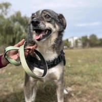 Ciui - ein echter Goldschatz, Hund zur Adoption