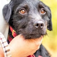 Moncsi, hübsches Sensibelchen, ca. 3 Jah, Hund zur Adoption