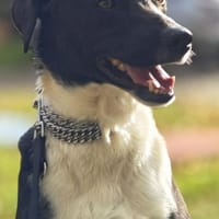 Lars sucht erfahrene Halter, Hund zur Adoption