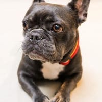 Vino sucht ein zu Hause, Hund zur Adoption