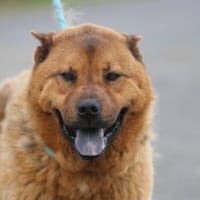 Chevy - sehr freundlich u. verträglich, Hund zur Adoption