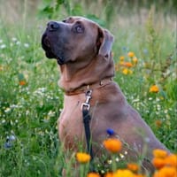 Cliff ein treuer Freund, Hund zur Adoption