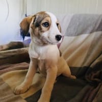 Lilly ein Beaglemix Mädchen, Hündin zur Adoption
