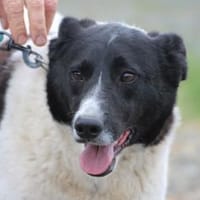 Aria - perfekt für Familie mit Kindern, Hündin zur Adoption