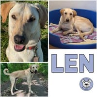 LEN -sucht hundeerfahrene Menschen-, Hund zur Adoption