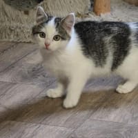 ***FRODO, GIMLI und BILBO!***, Kater zur Adoption