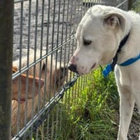 Aramis - ein liebevoller Weggefährte, Hund zur Adoption