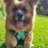 Benson sucht ein ruhiges Zuhause, Hund zur Adoption