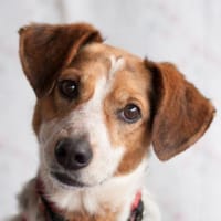 MONDO - pfiffiges&schlaues Kerlchen, Hund zur Adoption