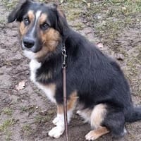 Goofy möchte endlich ankommen, Hund zur Adoption