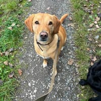 Milo, Hund zur Adoption