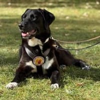 Sanfte Seele Alma sucht sichere Heimat, Hündin zur Adoption