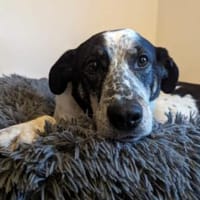 Joshua sucht ein Zuhause, Hund zur Adoption