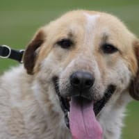 Courbet - sehr zutraulich u. liebenswert, Hund zur Adoption