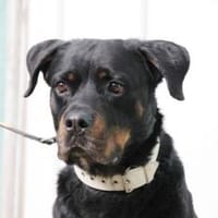 Rico, su. erfahrene Besitzer, Hund zur Adoption