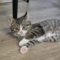 ***JAMILA - bezauberndes Katzenmädchen!*, Katze zur Adoption
