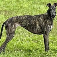 Quintana, verschmust, neugierig, offen, Hündin zur Adoption