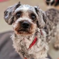 Moppi, Hündin zur Adoption