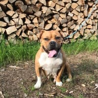 Darcy, Hündin zur Adoption