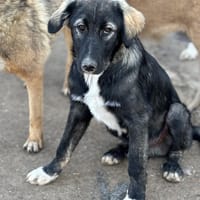 Drops sucht seine Menschen, Hund zur Adoption