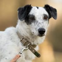 Spotty sucht hundeerfahrene Menschen, Hündin zur Adoption