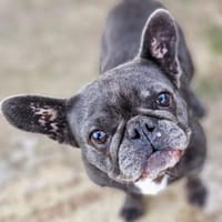 Molly, Hündin zur Adoption