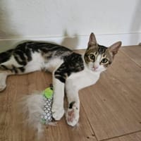 Nico und Nika suchen Dich, Kater zur Adoption