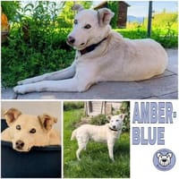 AMBERBLUE -freundlich & unkompliziert-, Hündin zur Adoption