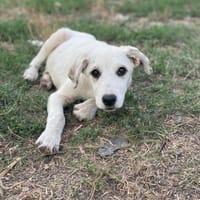 Paula sucht ihre Menschen, Hündin zur Adoption