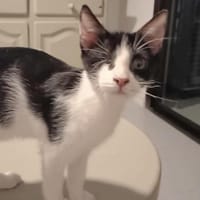 Aufgeweckter kleiner Kater Terra, Kater zur Adoption