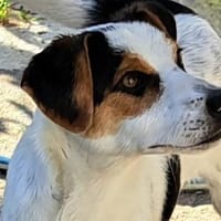 Hugo, Hund zur Adoption
