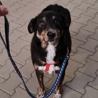 Selma - Lebensfreude pur trotz Handicap, Hündin zur Adoption