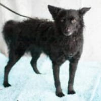 MARENA - liebenswert&intelligent, Hündin zur Adoption