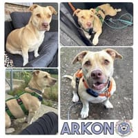 ARKON -Sonnengenießer mit Charakter-, Hund zur Adoption