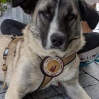 Bezaubert dich der hübsche Zac?, Hund zur Adoption