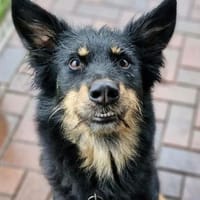 Lara, Hündin zur Adoption