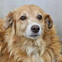 Mirtilla Pflegestelle in Bayern, Hündin zur Adoption