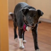 Wer erfüllt Halona ihren Traum?, Hündin zur Adoption