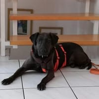 Notfall Nessi sucht ein ruhiges Zuhause, Hündin zur Adoption