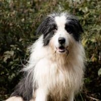 Paul sucht seine Menschen, Hund zur Adoption