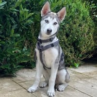 BON - süß&putzig, Hund zur Adoption