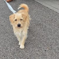 Freundlicher Pepe sucht eine Familie, Hund zur Adoption