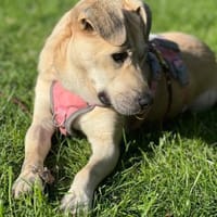 Teslin sucht ihre Herzensmenschen, Hündin zur Adoption