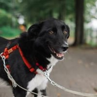 Lino sucht sein Für-Immer-Zuhause, Hund zur Adoption