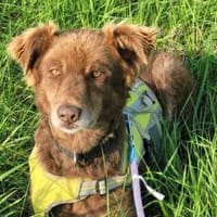 Gibst du Hermine eine zweite Chance?, Hündin zur Adoption