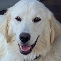 Aspro, Hund zur Adoption