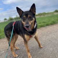 Schüchterner Henry, Hund zur Adoption